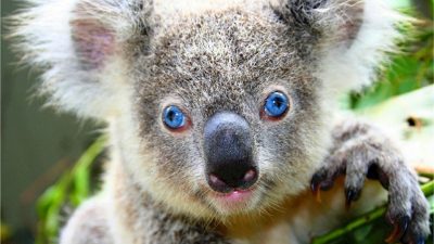 Rīkos koncertu Austrālijas ugunsnelaimē cietušajiem dzīvniekiem